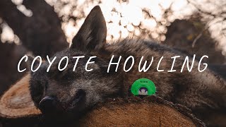 HOW TO PREDATOR CALL  Coyote Howl  DIA Predator Call [upl. by Ahcire]