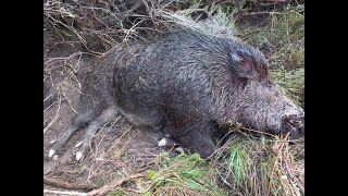 Lozère chasse en Cévennes [upl. by Brittni]