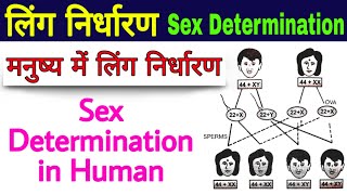 Genetics in hindi  human genetics  Gender Determination in human  biology science sk [upl. by Ainesey]