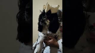 English Springer Spaniel  Gidget ‼️englishspringerspaniel springerspaniel dog cockerspaniel [upl. by Liew]