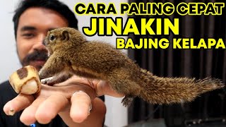 CARA JINAKIN TUPAI BAJING KELAPA DARI KECIL BIAR NURUT [upl. by Buffo]