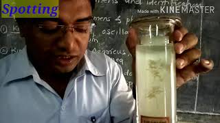 Std XI Science Biology Practical Spotting  Oscillatoria Agaricus Sargassum Funaria Cycas by GBA [upl. by Hilel822]