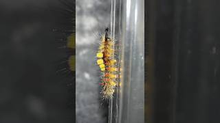 I didn’t know Caterpillars were so FAST caterpillars moths [upl. by Jarred820]