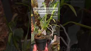 Orchids are so easy to propagate using this method orchids gomsearadicans orchid [upl. by Iilek]