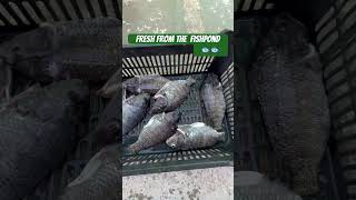 Fresh from the fishponds shortsvideo fish fishponds viralvideo fyp [upl. by Nalyr]