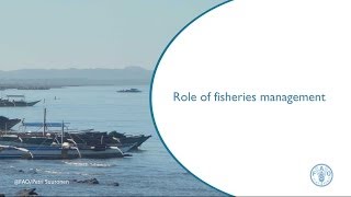 Role of fisheries management [upl. by Jarib573]