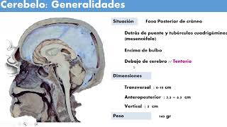 Anato  Neuroanatomía Cerebelo y Tronco encefálico  SOCIBASF [upl. by Notna]