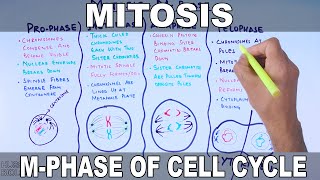 Mitosis  MPhase [upl. by Parrnell]