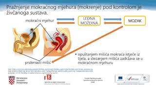 Biologija 8r OŠ  Regulacija stalnoga sastava tjelesnih tekućina čovjeka [upl. by Perusse]