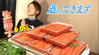 【生筋子】値段高騰？関係ないねぇ！！いくらでも買うさ！！※５合飯だけのプチドカ食い [upl. by Pammi]