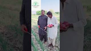 How to calculate onion crop yield estimating AgricultureExpert003 [upl. by Aleetha]