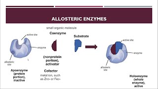 Enzymes [upl. by Trevlac]