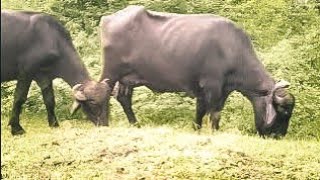 Why These Buffaloes Live in the Forest  Village buffelo forest video [upl. by Hynda]