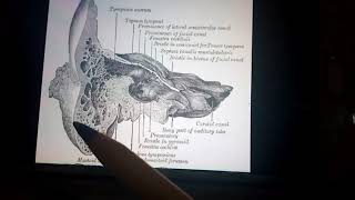 EAR ANATOMY PART 2MASTOID ANTRUM [upl. by Vasos]