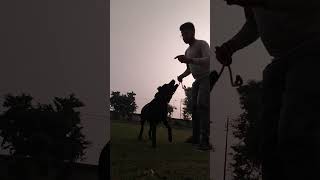 Labrador training Rameshwar Sharma dog trainer agra 9897518608 [upl. by Sandor592]