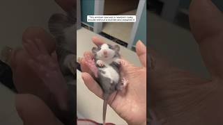 This woman rescued a newborn baby mouse without a mother and adopted it animalshorts [upl. by Jodi]