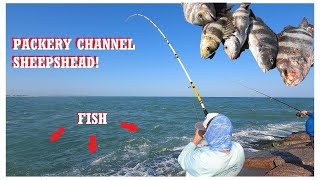 Fishing PACKERY CHANNEL JETTIES Sheepshead Fest Is a bigger rod BETTER Corpus Christi Texas [upl. by Amanda536]