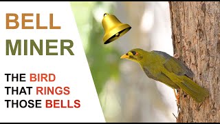 Bell Miner  Bellbird  A documentary about these fascinating little birds Australian Bird Media [upl. by Jeannie45]