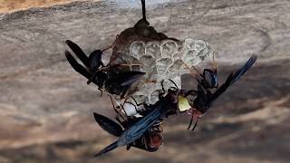 Polistes gigas lunch arrived Lets divide this delicacy Im hungry Nests of venomous wasps [upl. by Pasadis]