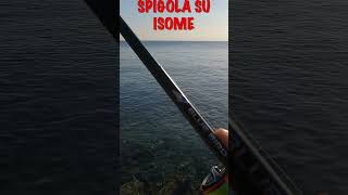 SPIGOLA SU ISOME Marukyu seabass spigola light game isome marukyu [upl. by Eikcir]