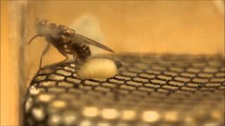 Female Tsetse Fly Giving Birth [upl. by Sale]