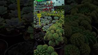 The Best Types of Cactus You Can Grow at Home  Crazy Plant Lady [upl. by Lyj]