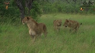 LIONS Following The Pride 6 Catching An Impala In A Storm [upl. by Zetta272]