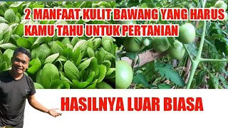 MANFAAT KULIT BAWANG SEBAGAI PESTISIDA ORGANIK SEKALIGUS PUPUK ORGANIK  TANAMAN SUBUR BERBUAH LEBAT [upl. by Vilma101]