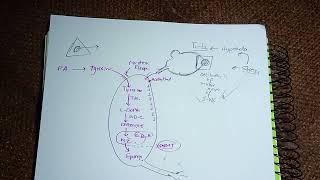 Medullary Hormones Epinephrine Norepinephrine Dopamine Adrenaline Synthesisstoragedegradation [upl. by Jennings505]