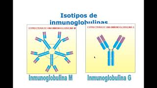 Inmunoglobulinas Anticuerpos y Acs Monoclonales Yurilís FuentesSilva InternistaReumatólogo [upl. by Udell12]