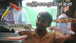 සල්ලි කන ජුරාසික් මාළු  My FAVORITE fish  Bichir Community [upl. by Virginia122]