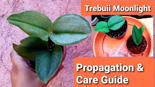 Scindapsus Trebuii Moonlight Propagation amp Care Guide [upl. by Anatol874]