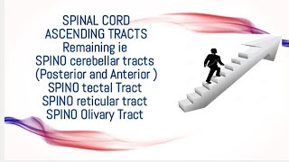 All Ascending tracts Remaining Neuroanatomy made easy regards DoctorNajeeb [upl. by Jen265]