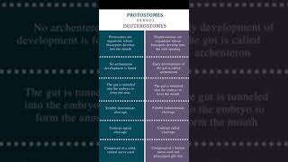 Difference between Protostomes and Deuterostomes [upl. by Fishbein250]