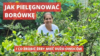 Jak uprawiać borówkę amerykańską stanowisko wymagania cięcie [upl. by Roice]