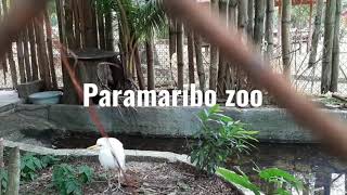 SurinameParamaribo Zoo4Dierentuin [upl. by Kile]