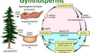 Gymnosperm Notes [upl. by Aldarcie768]