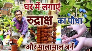 घर पर लगाएं रुद्राक्ष का पौधा और बनें मालामाल  Rudraksh Plant Growing and Caring [upl. by Assyl]