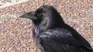 Raven Begging Call in Painted Desert AZ by Sayre Nature [upl. by Esinal]