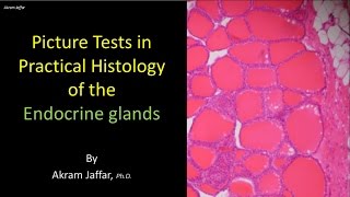 Picture test in histology of the endocrine glands [upl. by Nami]