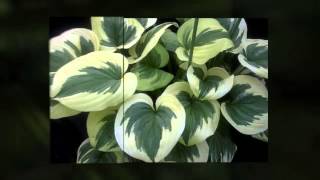 Hard to Find Hostas at the Kingwood Garden Center [upl. by Ayo476]