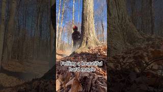 Logging hard maple 🪓 logging stihl loggingvideos [upl. by Lohman474]