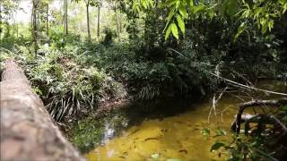 Cryptocoryne cordata var brunneus in Gunung Mas DIscoveryPlanet [upl. by Kameko]