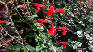 Salvia Coccinea  Scarlet Sage  Tropical Sage HD 01 [upl. by Grube]