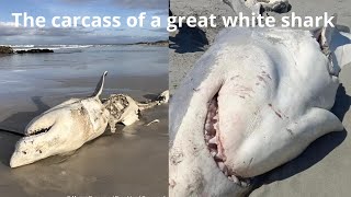 Half Eaten Great White Shark Washes Ashore in Australia [upl. by Medrek]