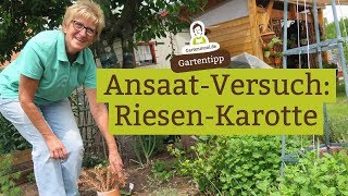 RiesenKarotte anbauen  ein AnsaatVersuch [upl. by Farica]