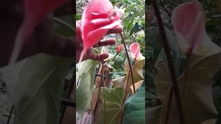 anthurium anthuriumplantcare planting garden subscribe shortvideos [upl. by Franchot166]