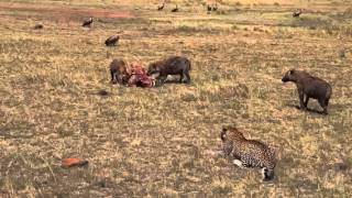 Incredible sighting os Leopard amp Hyena [upl. by Brittne]