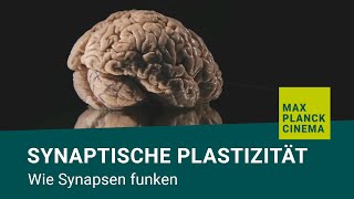 Synaptische Plastizität  wie Synapsen funken [upl. by Ztnahc]