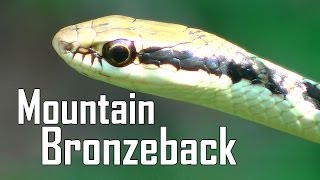 Mountain Bronzeback  Dendrelaphis subocularis  Beautiful Snake [upl. by Osana]